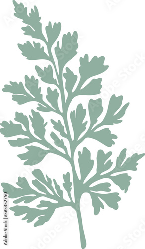 Adiantum capillus veneris Southern maidenhair fern photo