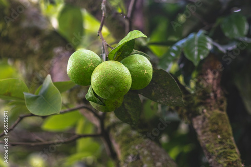 Wallpaper Mural Green Lemons Torontodigital.ca