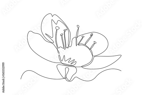 Single one line drawing Flower blossom Sakura. Cherry blossom concept. Continuous line draw design graphic vector illustration.