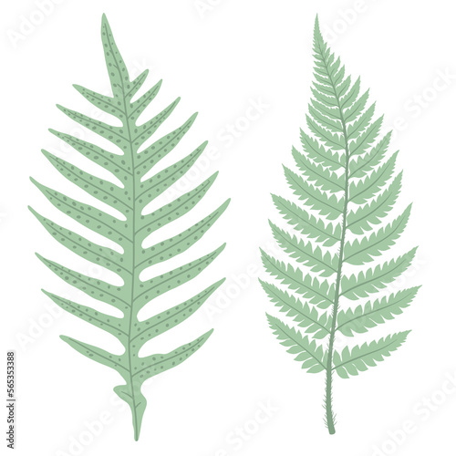 Two leaves green fern frond . Forest concept