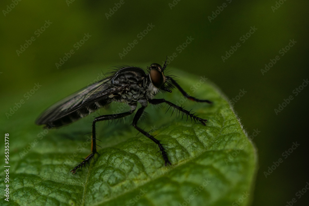 macro of a fly macro of a fly