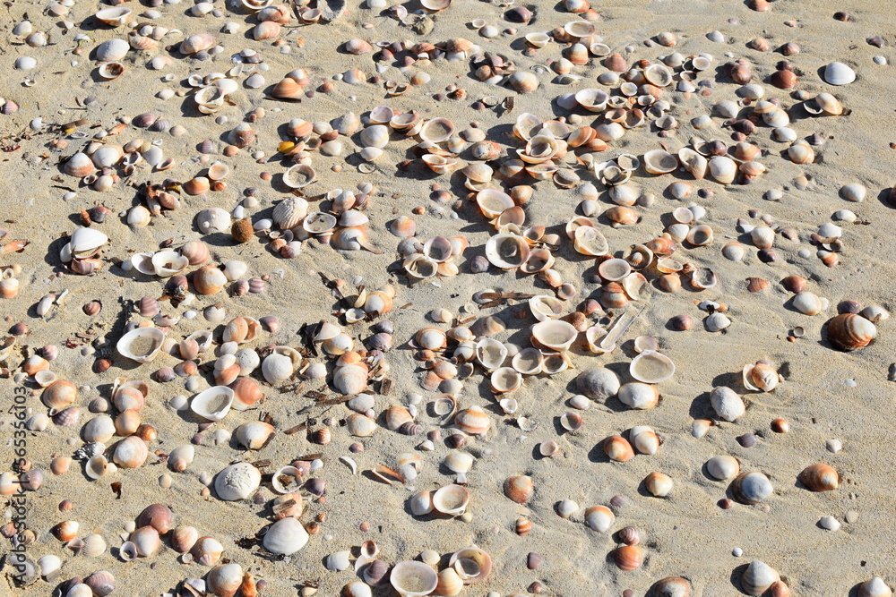 Shells on the sea beach. Palma de Mallorca Shells on the sea beach. Palma de Mallorca