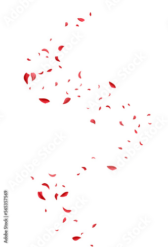Fototapeta Naklejka Na Ścianę i Meble -  Red Blossom Tender Vector White Background. Blur