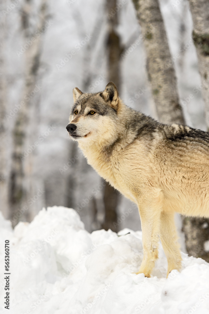 Fototapeta premium Wolf (Canis lupus) Stands on Snow Mound Looking Left Winter