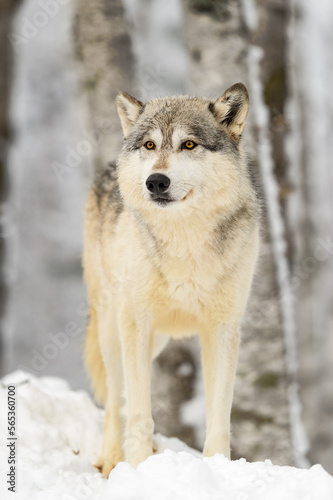 Wolf  Canis lupus  Stands on Snow Mound Looking Out Winter