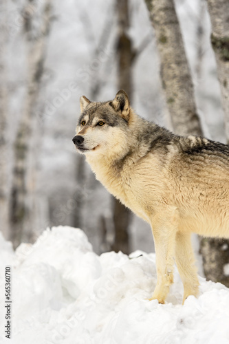 Wolf  Canis lupus  Stands on Snow Mound Looking Left Winter