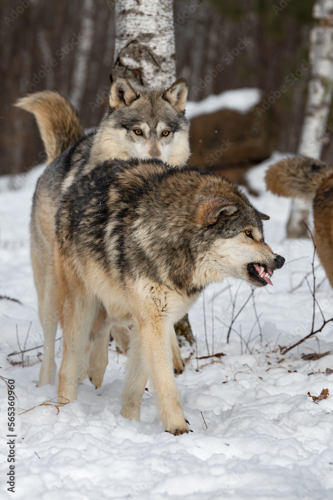 Wolf (Canis lupus) Bares Teeth at Chasing Packmates Winter