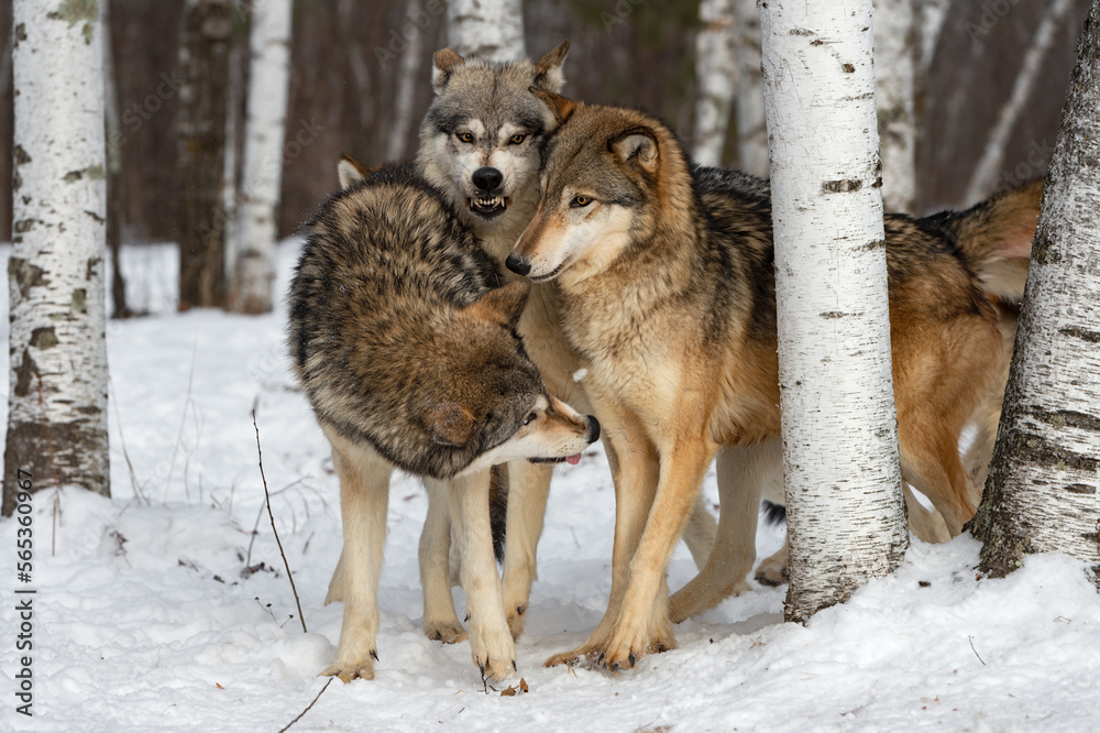 Fototapeta premium Wolf (Canis lupus) Pack Together Middle One Snarling Winter