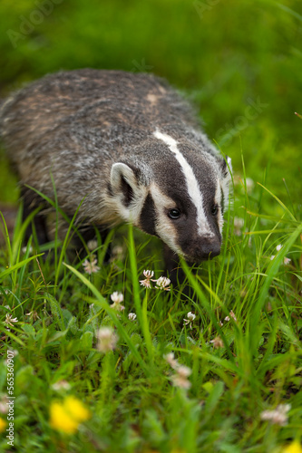 North American Badger (Taxidea taxus) Walks Through Grass and Flowers Summer