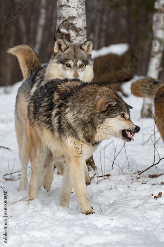 Wolf (Canis lupus) Bares Teeth at Chasing Packmates Winter © hkuchera