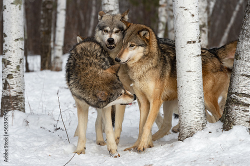 Wolf  Canis lupus  Pack Together Middle One Snarling Winter