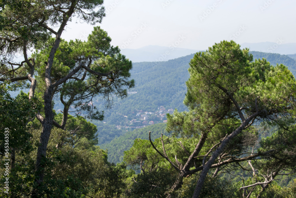 pine tree on the mountain