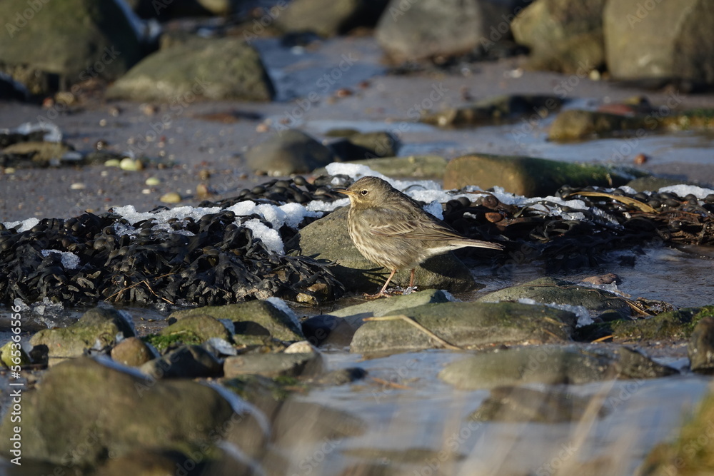 Obraz premium European rock pipit (Anthus petrosus) UK coast during winter