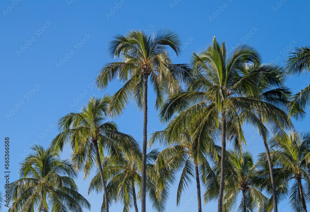 Coconut Palm Tree Grove Against Blue Sky.