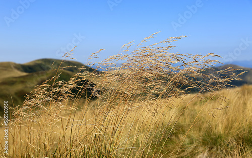 dry wild grass on meadow