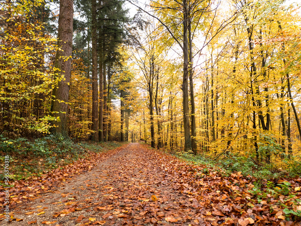 Fototapeta premium Waldweg mit Blättern und Bäume mit gelbem Laub im Herbst