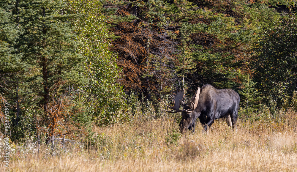 Bull Moose During the Rut in Wyoming in Autumn Bull Moose During the Rut in Wyoming in Autumn