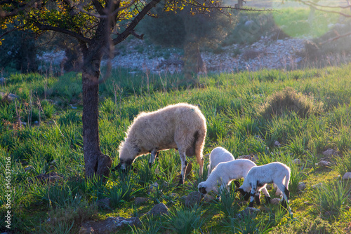 Baby lambs grazing in the p...