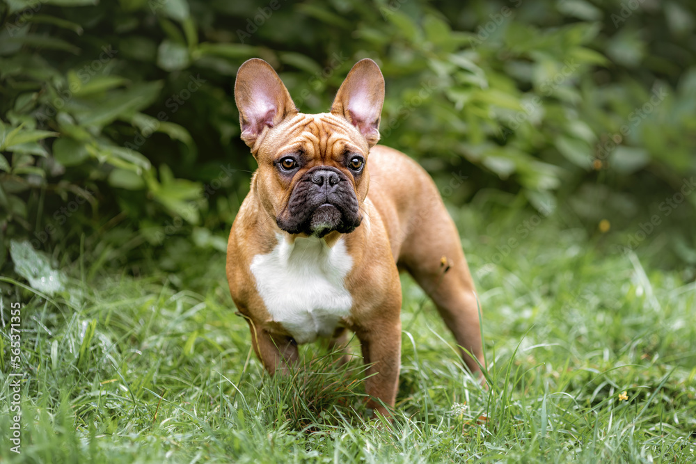 Portrait of young french bulldog dog on green grass in forest