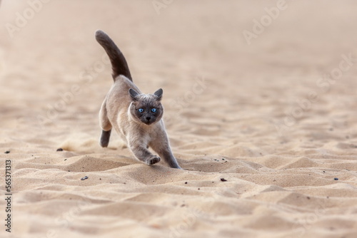 Funny crazy thai cat running on the sand outdoors at the summer beach. Portrait of siamese cat in motion at nature.