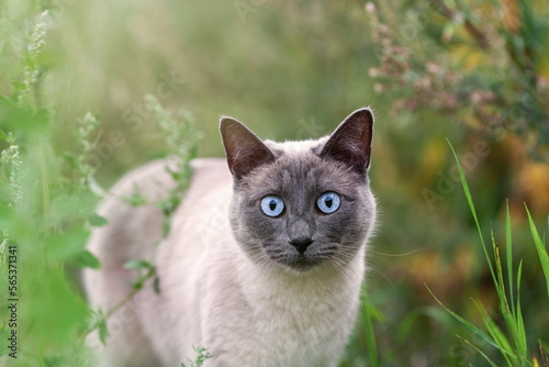 Foto Close up portrait of thai or siamese cat at summer nature walking  among grass