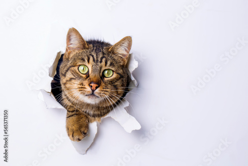 Cute tabby cat animal climb...