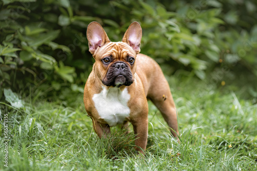 Portrait of young french bulldog dog on green grass in forest photo