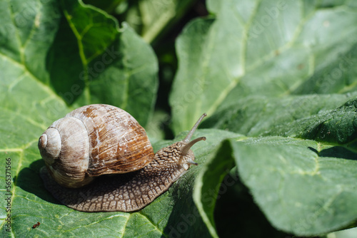 Helix pomatia also Roman snail, Burgundy snail, edible snail or escargot. Snail Muller gliding on the wet leaves. Large white mollusk snails with brown striped shell, crawling on vegetables.