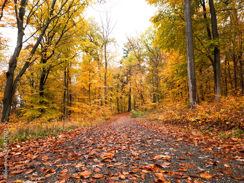 Weg in einem Wald im Herbst am Mittag mit heruntergefallenen Blättern und Bäumen mit buntem Laub