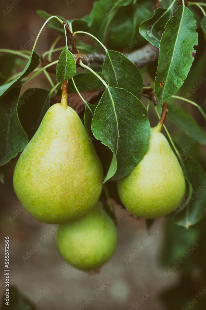 Ripe Pears Standing On Branch Ripe Pears Standing On Branch