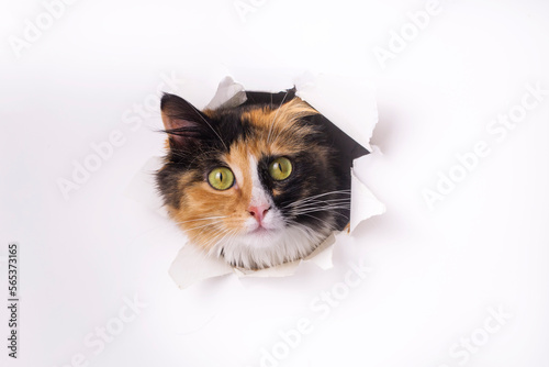 Cute calico cat animal clim...