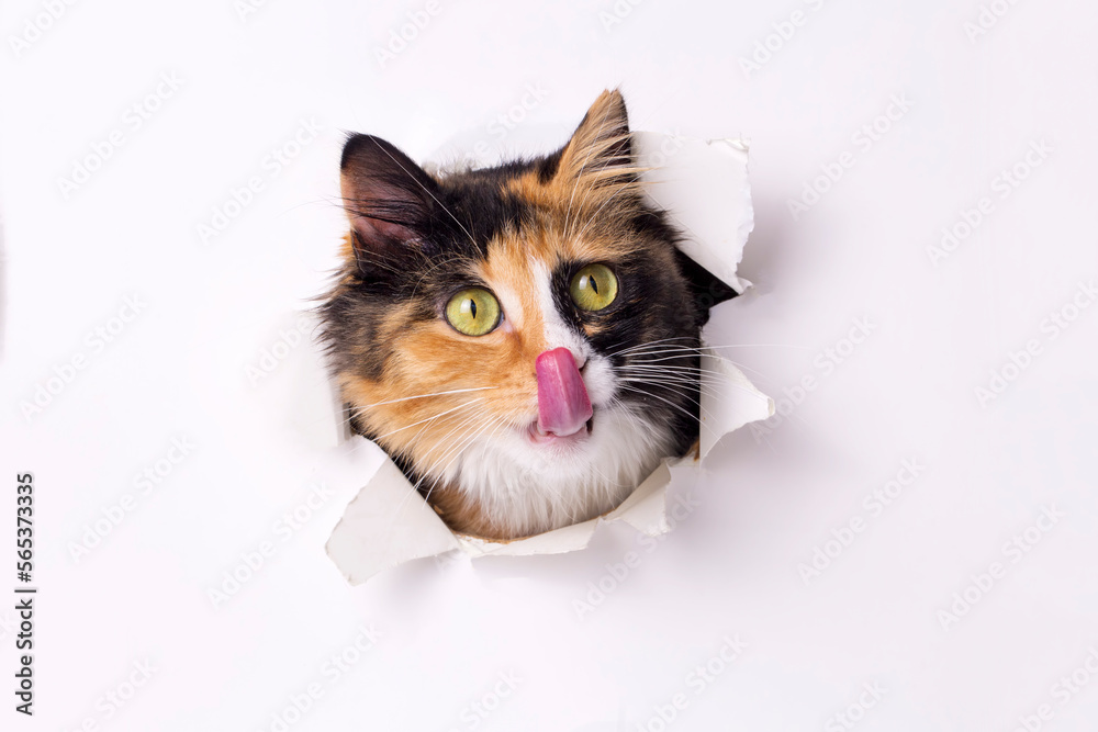 Cute calico cat animal climbs out with paw of paper hole frame isolated on white color background. Calico cat pet peeks out of hole with interest. Creative minimal concept.