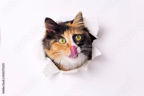 Obraz na płótnie Cute calico cat animal climbs out with paw of paper hole frame isolated on white color background. Calico cat pet peeks out of hole with interest. Creative minimal concept. w salonie