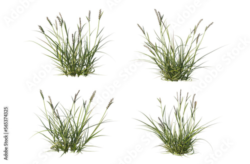 3d render a variety of plants and grasses.