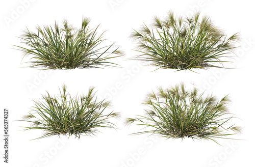 3d render a variety of plants and grasses.