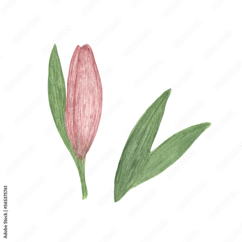 Delicate dusky pink lily flower isolated hand drawn watercolor illustration garden plant simple drawing for greeting cards, invitations