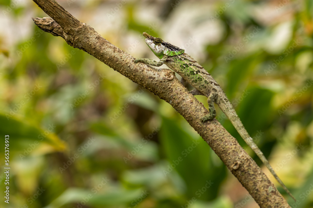 Malthe's green-eared chameleon - Calumma malthe, beautiful colored chameleon from Madagascar tropical forests, Madagascar. Malthe's green-eared chameleon - Calumma malthe, beautiful colored chameleon from Madagascar tropical forests, Madagascar.