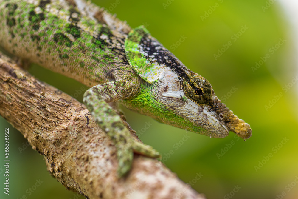 Fototapeta premium Malthe's green-eared chameleon - Calumma malthe, beautiful colored chameleon from Madagascar tropical forests, Madagascar.