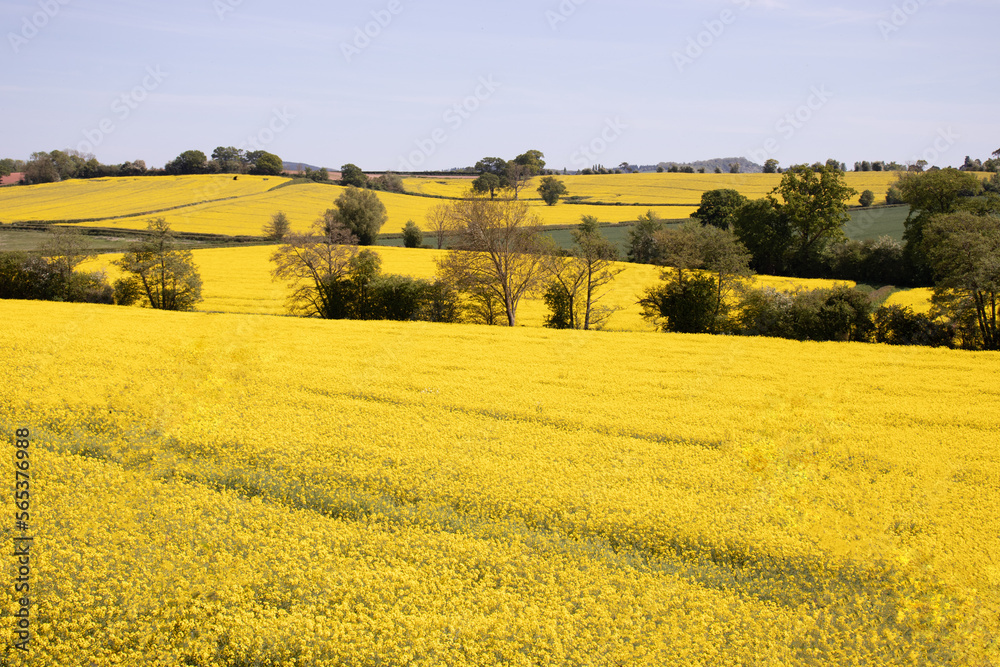 Yellow fields of Canola in the summertime.