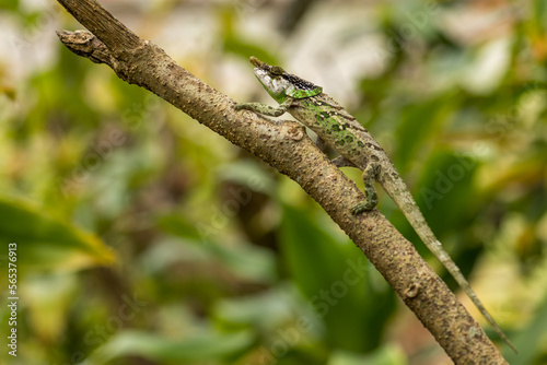 Malthe's green-eared chameleon - Calumma malthe, beautiful colored chameleon from Madagascar tropical forests, Madagascar.