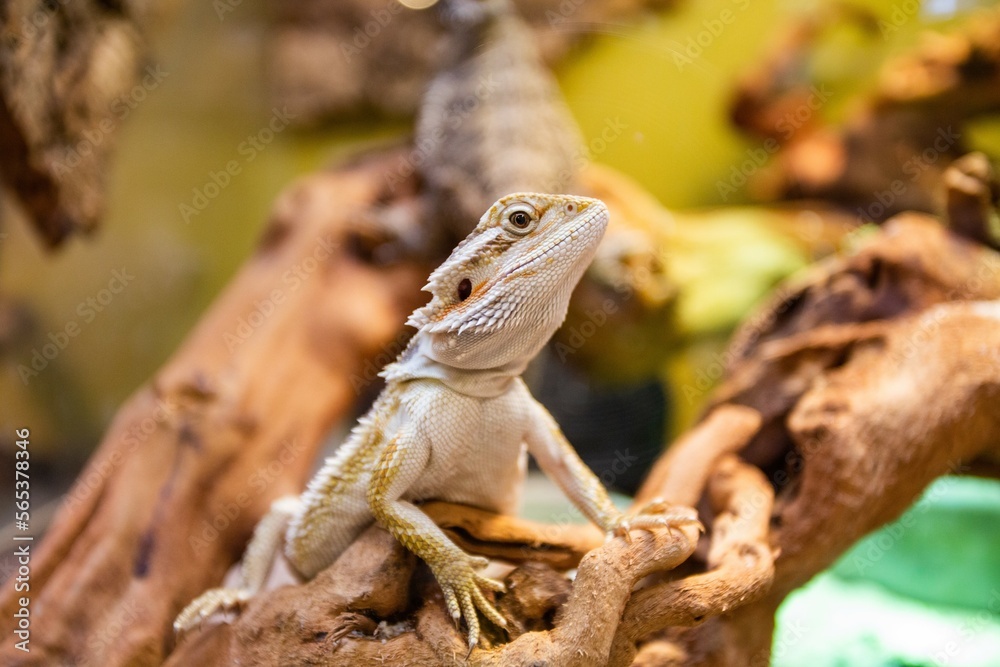Bearded Dragon lizard in pet store Bearded Dragon lizard in pet store