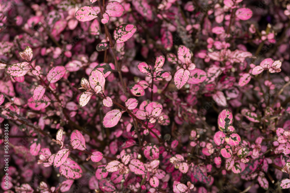 red leafed bush in the middle of nature red leafed bush in the middle of nature