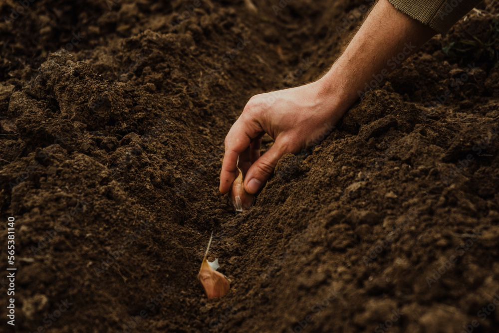 a male farmer plants garlic with his hands for planting in a vegetable garden a male farmer plants garlic with his hands for planting in a vegetable garden