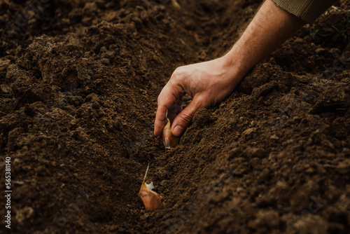 a male farmer plants garlic with his hands for planting in a vegetable garden