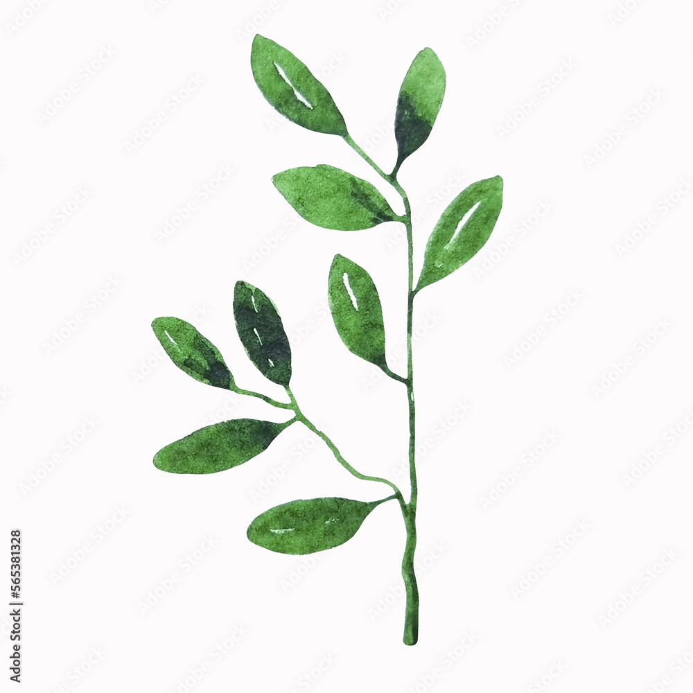 Green branch with a lot of little leaves spring clipart watercolor isolated