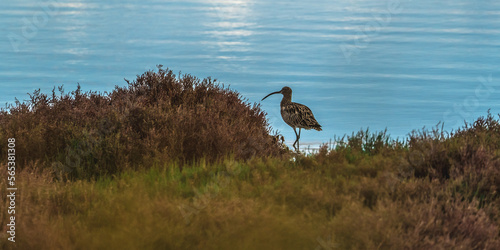 The curlew or simply curlew, Numenius arquata, is a bird in the family Scolopacidae of the order Charadriiformes
 photo