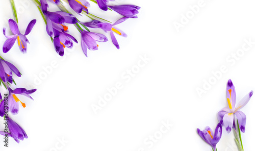 Fototapeta Naklejka Na Ścianę i Meble -  Frame of violet crocuses on a white background with space for text. Spring flowers. Top view, flat lay