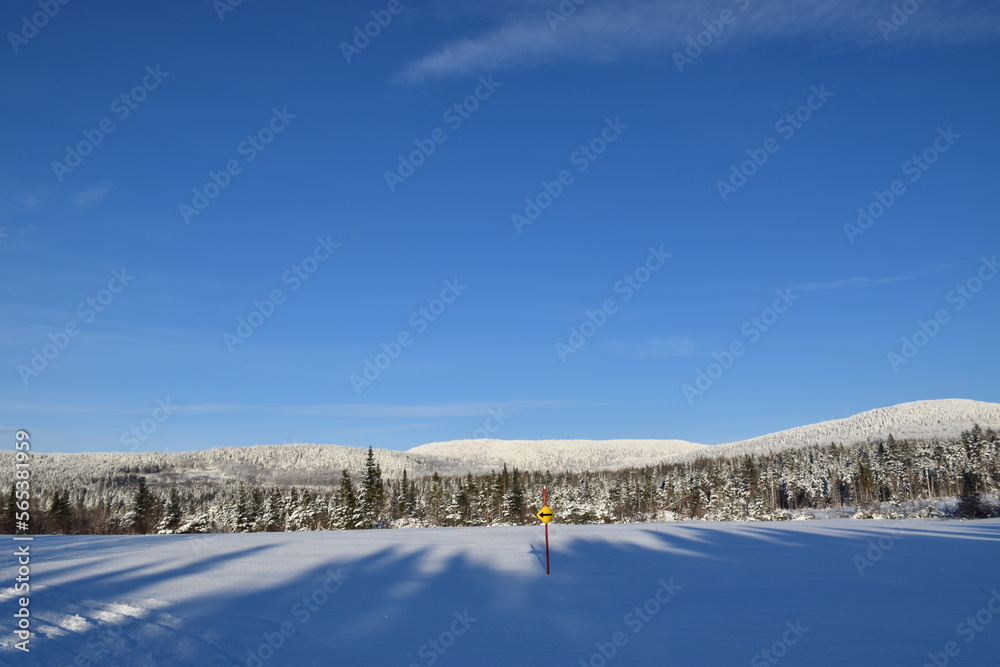 A snowy forest under a blue sky, Québec, Canada A snowy forest under a blue sky, Québec, Canada
