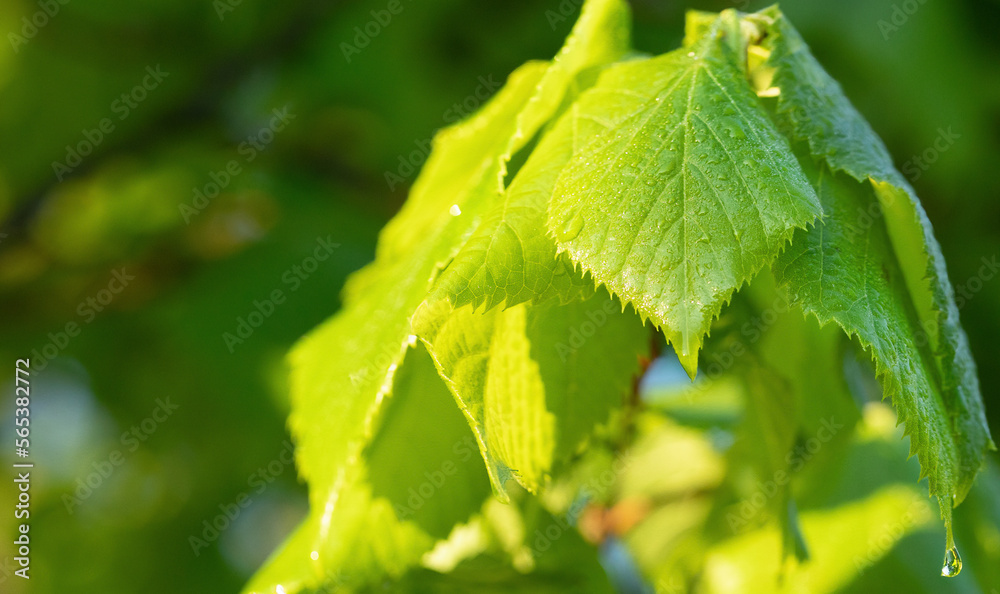 A wonderful summer landscape. Raindrops fall on green leaves of trees. A wonderful summer landscape.