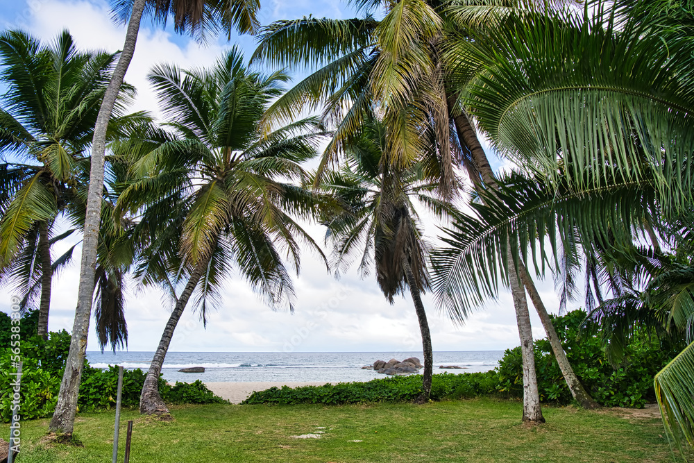 palm trees on the beach, blue sky and rock boulders in the centre of the ocean palm trees on the beach, blue sky and rock boulders in the centre of the ocean